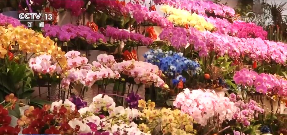 “花樣經(jīng)濟(jì)”消費(fèi)熱度不減 “鮮花軌跡”縱跨南北扮靚中國(guó)年
