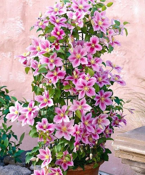 新手養(yǎng)護(hù)花卉，選對(duì)品種也能輕松養(yǎng)出滿墻花海