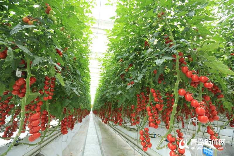 厲害了！“世界單體面積最大蔬菜花卉工廠”在西海岸正式開建，翻開現(xiàn)代農(nóng)業(yè)新篇章